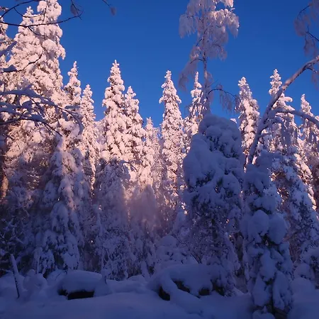 Tahkonhovi Golden * Tahkovuori